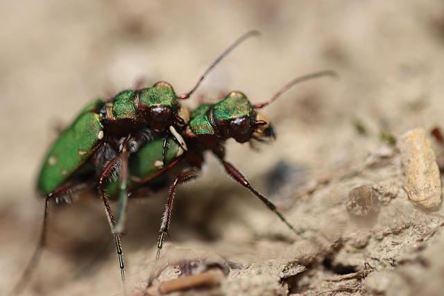 Brouků se bojím hodně. 