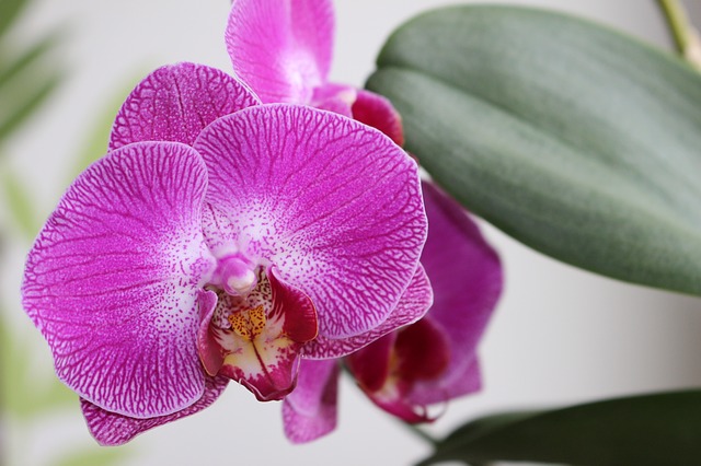květ orchideje