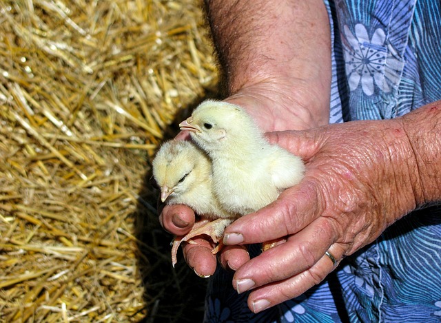 kuřata v rukou